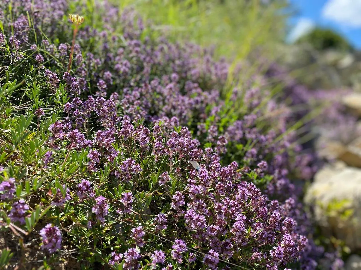 Gîte en Haute Provence Montfroc Hébergement de vacances